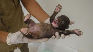 Kasihan! Bayi Beruang Madu Ini Ditinggal Induknya