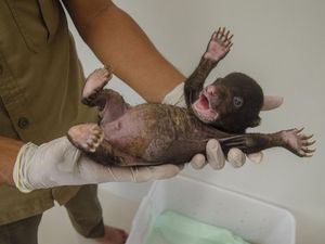 Kasihan! Bayi Beruang Madu Ini Ditinggal Induknya