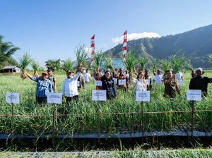 Jurus Kementan Pacu Ketersediaan Benih Bawang Putih Nasional di Sembalun Jurus Kementan Pacu Ketersediaan Benih Bawang Putih Nasional di Sembalun
