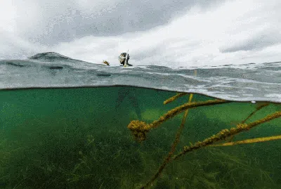 Kerja Keras Menghijaukan Kembali Laut Baltik