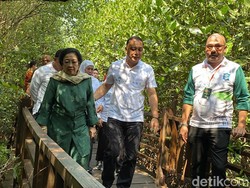 Surabaya Punya Wisata Baru, Kebun Raya Mangrove yang Diresmikan Megawati