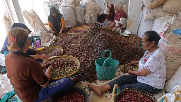 Panen Kopi Tiba, Ibu-ibu Ini Dapat Uang Tambahan
