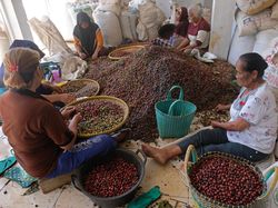 Panen Kopi Tiba, Ibu-ibu Ini Dapat Uang Tambahan