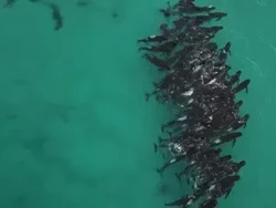 Setelah Bergerombol, Lebih dari 50 Paus Mati Terdampar