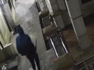 Viral Pria Berkupluk Bawa Samurai Kejar Warga di Gang Sempit