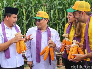 Upaya Meningkatkan Produksi Jagung lewat Benih Bioteknologi