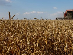 Ukraina Perlu Rute Baru untuk Ekspor Bahan Pangan