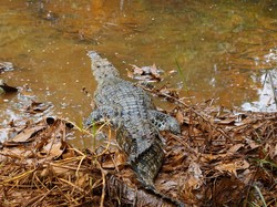 Bagaimana Cara Buaya Berkomunikasi? Pakar IPB Ini Mengungkapnya