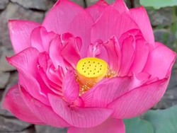 Ridwan Kamil Terharu Eril Al Mumtadz Jadi Nama Bunga Lotus di China