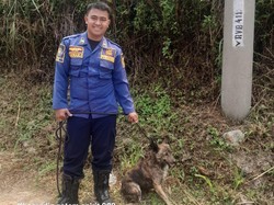 Anjing Liar Makan Ayam Ternak Bikin Resah, Warga Bogor Lapor Damkar