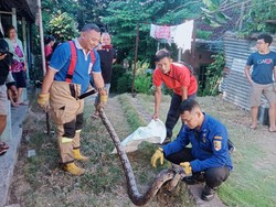 Hiii! Ditemukan 2 Ular Piton di Rumah Warga Giritirto Wonogiri