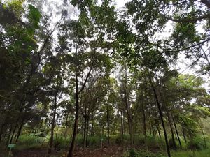 Komitmen Menjaga Lingkungan Area Tambang