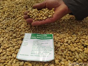 Semringahnya Petani Lerang Merapi Magelang, Panen Kopi Arabika Melimpah Semringahnya Petani Lerang Merapi Magelang, Panen Kopi Arabika Melimpah