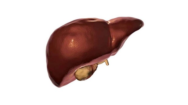 Ilustrasi liver
