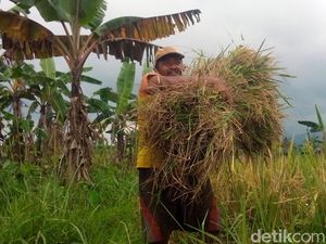 50 Persen Warga Miskin di Kabupaten Kuningan adalah Petani
