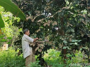 Keresahan Warga Ciamis Menanti Kemarau Kering