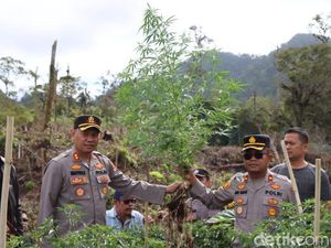 Polisi Temukan Ratusan Pohon Ganja di Hutan Tahura Karo