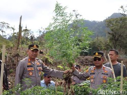 Polisi Temukan Ratusan Pohon Ganja di Hutan Tahura Karo