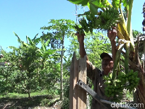Istimewa, Pohon Pisang di Lumajang Ini Berbuah 4 Tandan