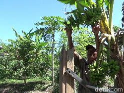 Istimewa, Pohon Pisang di Lumajang Ini Berbuah 4 Tandan