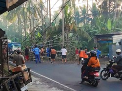 Pohon Santan Tumbang, Jalur Amlapura-Denpasar Macet 1,5 Kilometer
