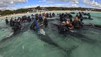 Penampakan 51 Paus Pilot Mati Terdampar di Pantai Australia