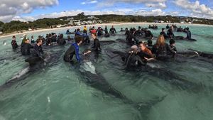 Penampakan 51 Paus Pilot Mati Terdampar di Pantai Australia