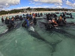 Puluhan Paus Pilot Mati di Pantai Australia