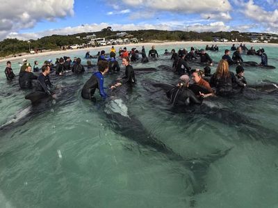 Penampakan 51 Paus Pilot Mati Terdampar di Pantai Australia
