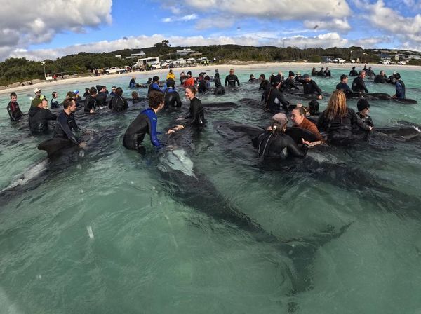 Penampakan 51 Paus Pilot Mati Terdampar di Pantai Australia