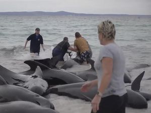 Penampakan 100 Ekor Paus Pilot Terdampar di Australia