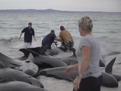 Penampakan 100 Ekor Paus Pilot Terdampar di Australia