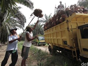 Jurus PTPN Genjot Produksi Minyak Goreng & Gula Konsumsi Jurus PTPN Genjot Produksi Minyak Goreng & Gula Konsumsi