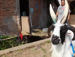 Domba Langka Bertanduk Empat di Sumedang, Ditawar Puluhan Juta!