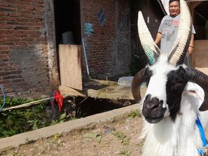 Domba Langka Bertanduk Empat di Sumedang, Ditawar Puluhan Juta! Domba Langka Bertanduk Empat di Sumedang, Ditawar Puluhan Juta!