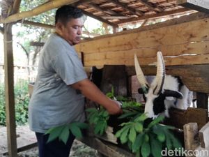 Asal-usul Domba Garut Bertanduk Empat Milik Warga Sumedang Asal-usul Domba Garut Bertanduk Empat Milik Warga Sumedang