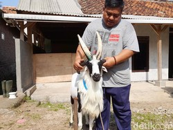 Fakta-fakta Domba Bertanduk Empat di Sumedang