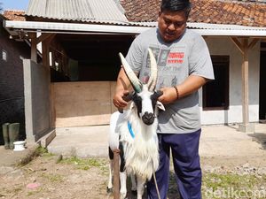 Fakta-fakta Domba Bertanduk Empat di Sumedang Fakta-fakta Domba Bertanduk Empat di Sumedang