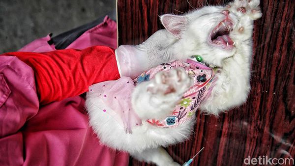 Waspada Rabies, Hewan Peliharaan di Petojo Utara Dapat Vaksin Gratis