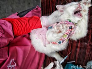 Waspada Rabies, Hewan Peliharaan di Petojo Utara Dapat Vaksin Gratis Waspada Rabies, Hewan Peliharaan di Petojo Utara Dapat Vaksin Gratis