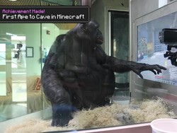 Siapa Sangka, Ternyata Kera Juga Bisa Main Minecraft