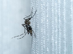 AS Keluarkan Peringatan Perjalanan Level 2 Terkait Wabah Chikungunya di China
