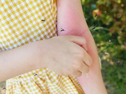 Jaga Si Kecil dari DBD! Air Liur Nyamuk Disebut Bisa Turunkan Sistem Imun