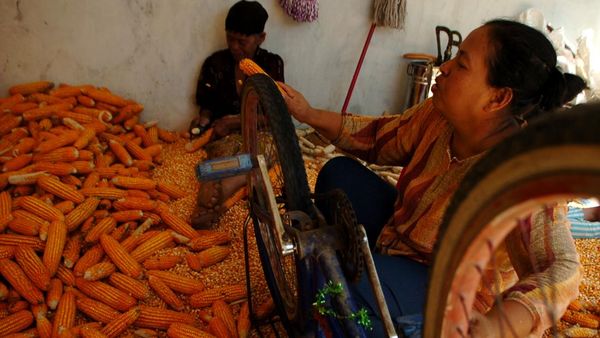 Begini Cara Jadul Merontokkan Jagung buat Pakan Ternak