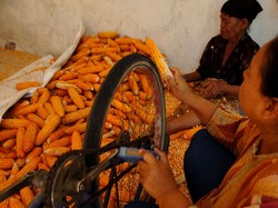 RI Impor Setengah Juta Ton Jagung Bantu Peternak Ayam