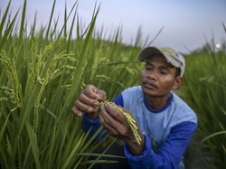Petani Padi di Bali Dapat Asuransi Rp 6 Juta Jika Gagal Panen Akibat El Nino