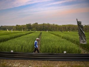 Penampakan Luasnya Lahan Penelitian Beras Jepang di Ponpes Al-Zaytun