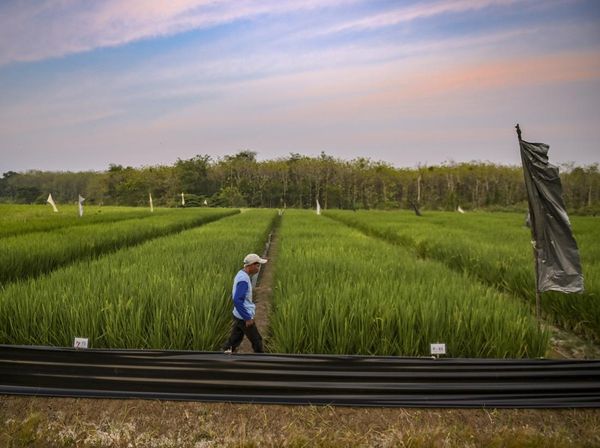 Penampakan Luasnya Lahan Penelitian Beras Jepang di Ponpes Al-Zaytun