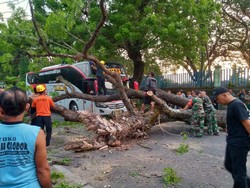 Pohon Tumbang Timpa Bus Eka, Jalur Maospati-Ngawi Sempat Dialihkan