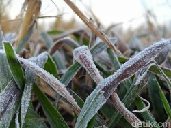 Kembali Membeku, Embun Es di Dieng Hari Ini Lebih Tebal